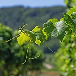 Ocean Cosy Bordeaux Saint Emilion 4* Lugon et l'Ile du Carney